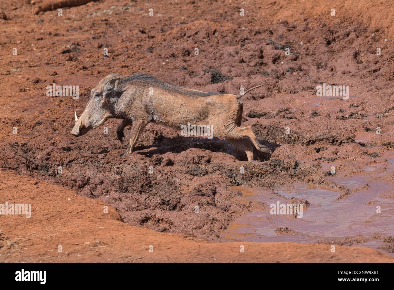 Un warthog (Phacochoerus africanus), facendo una rapida uscita da un buco d'acqua quasi asciutto all'arrivo di un gruppo di elefanti Foto Stock