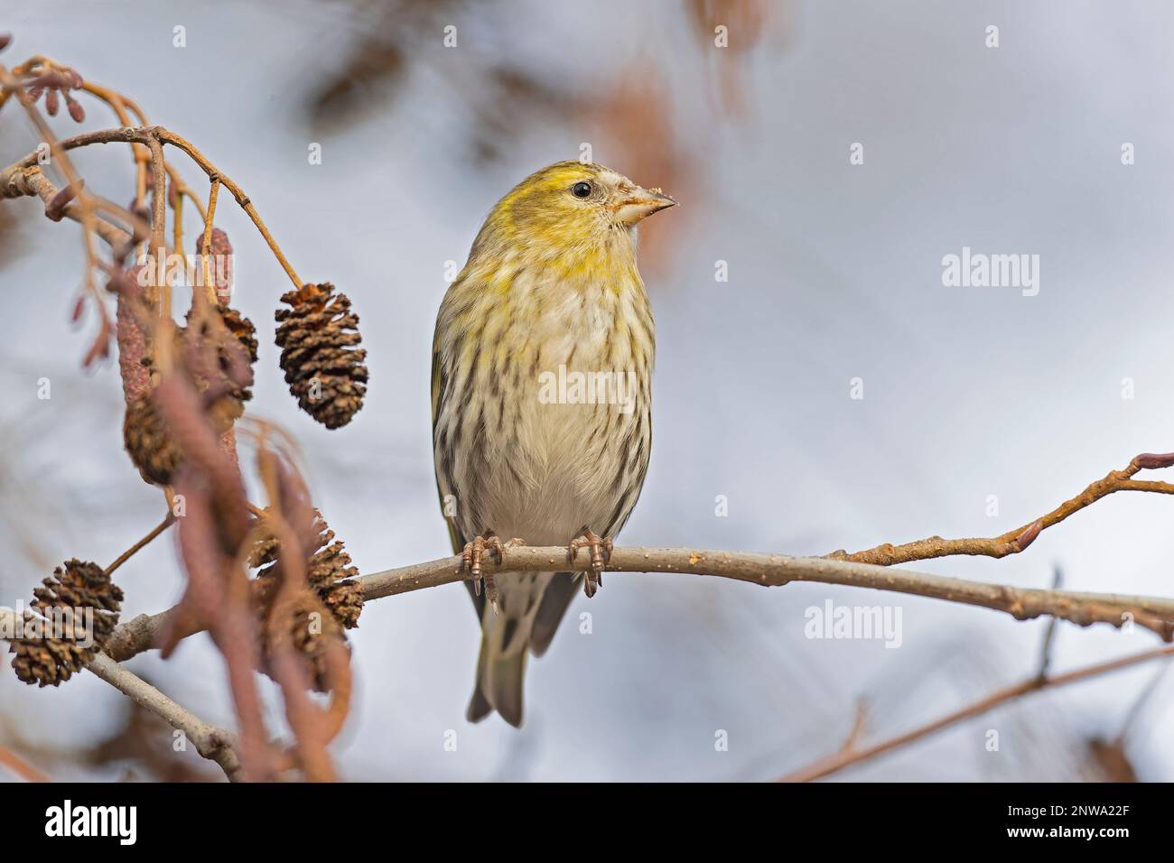 Una pelle eurasiatica (Spinus spinus) che foraging in un albero in inverno. Foto Stock