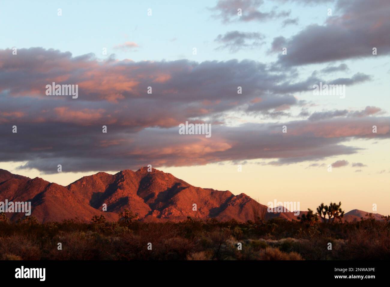 Viola deserto montagna Foto Stock