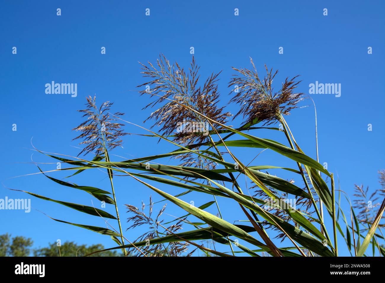 I bei gambi di canna si sballano nel vento. Canne abbelliscono la flora vicino al lago. Foto Stock