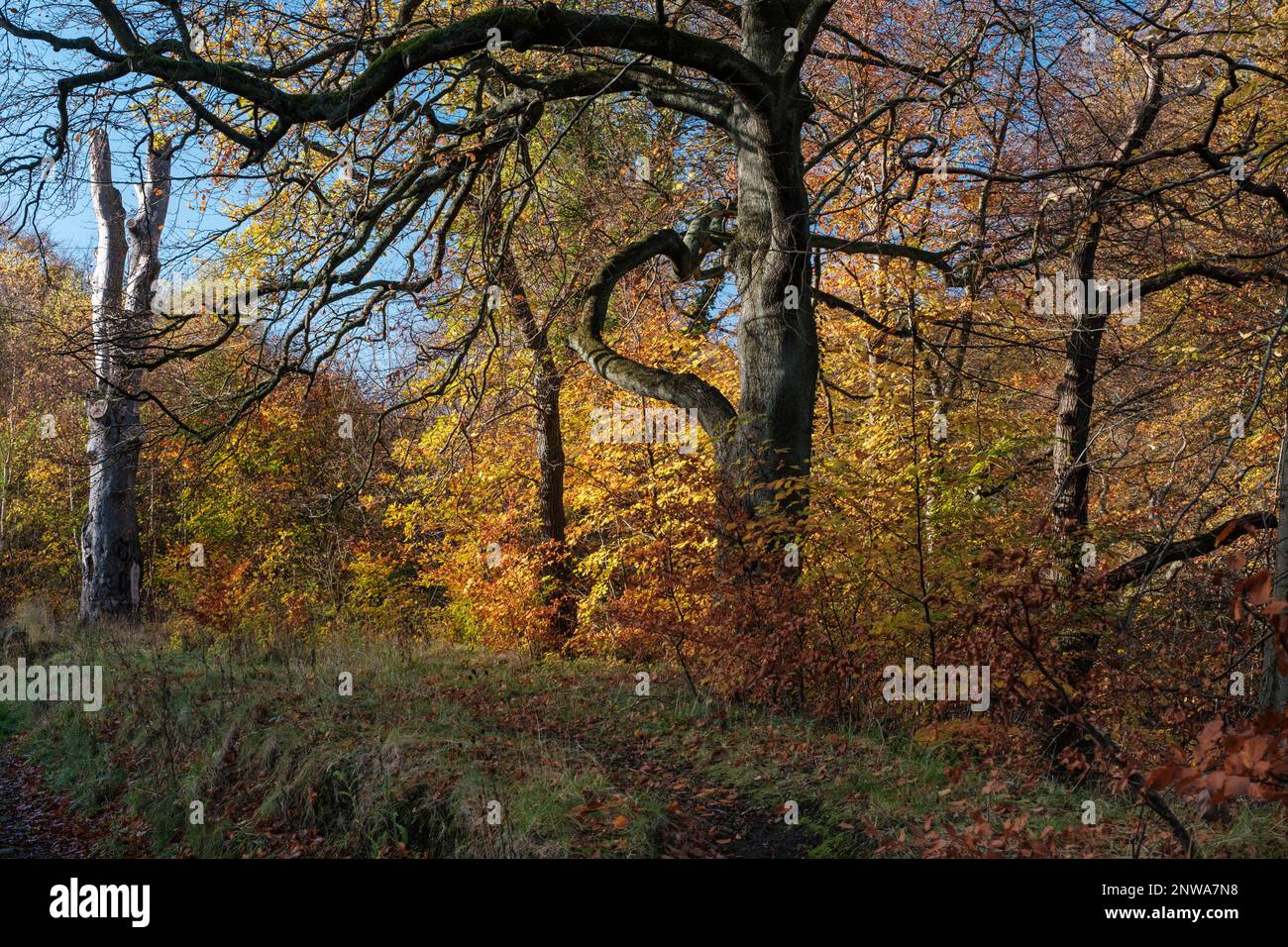 Percorso di campagna inglese attraverso antichi boschi una foresta di faggi decidua nel nord dell'Inghilterra Foto Stock