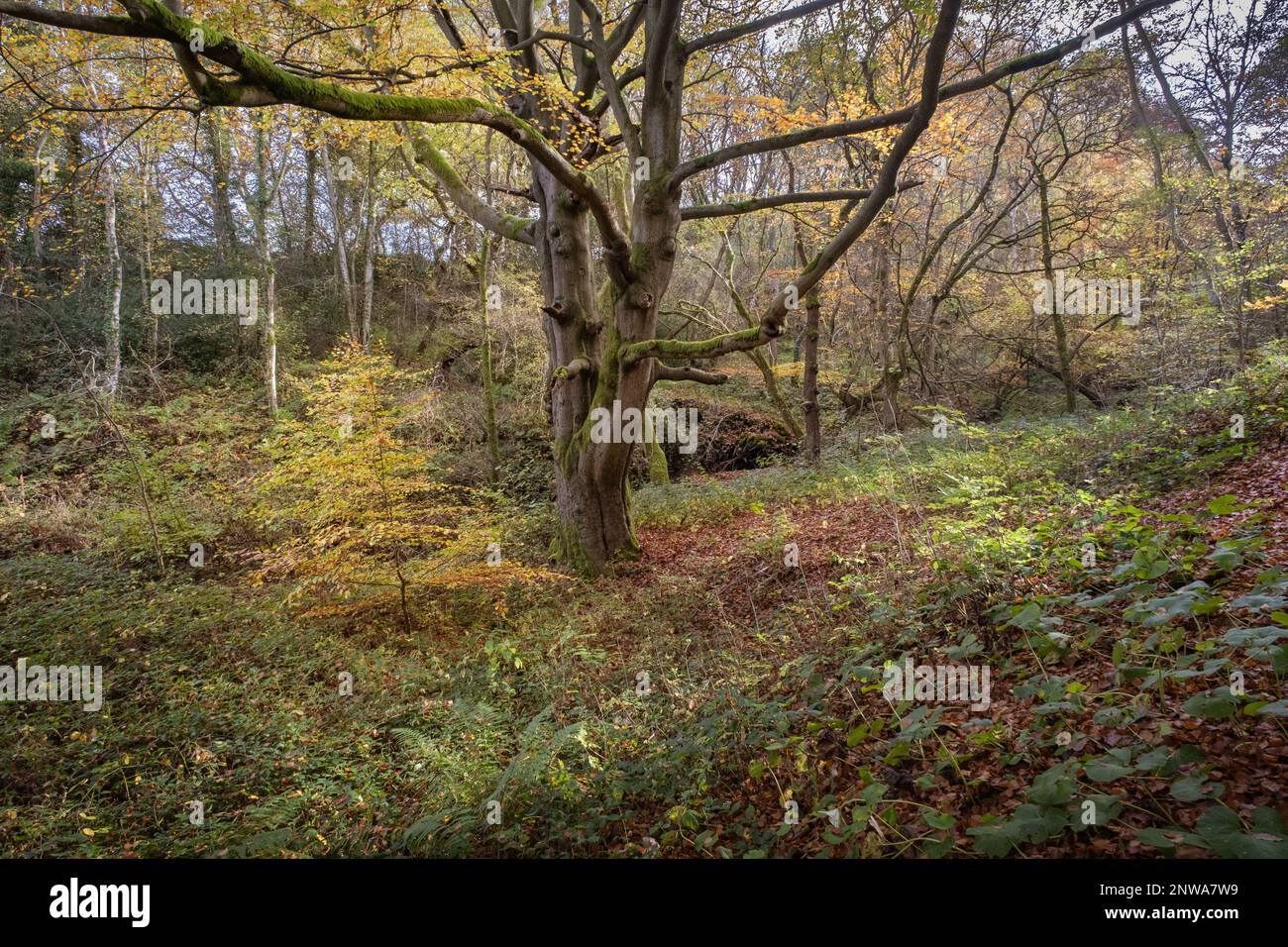 Percorso di campagna inglese attraverso antichi boschi una foresta di faggi decidua nel nord dell'Inghilterra Foto Stock