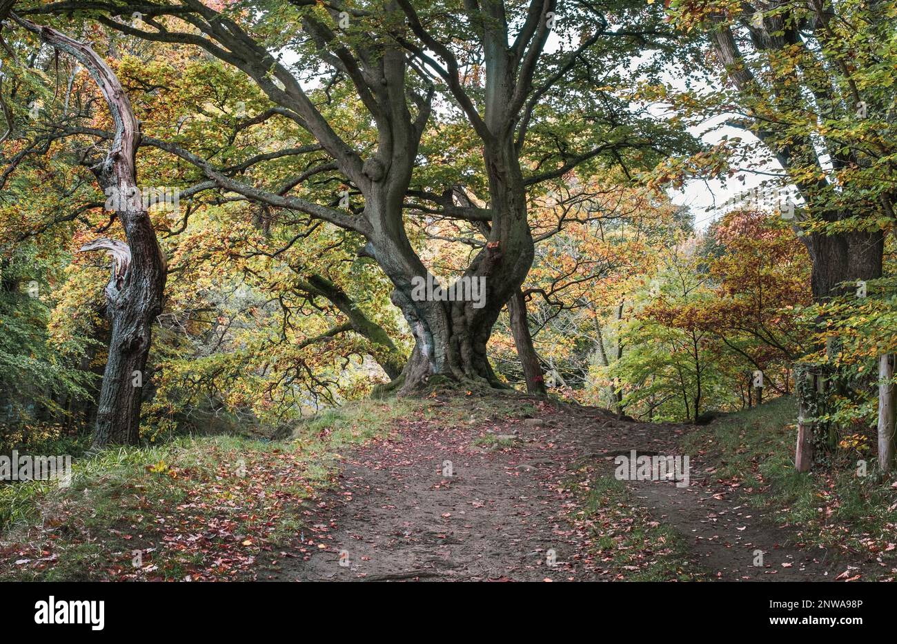 Percorso di campagna inglese attraverso antichi boschi una foresta di faggi decidua nel nord dell'Inghilterra Foto Stock