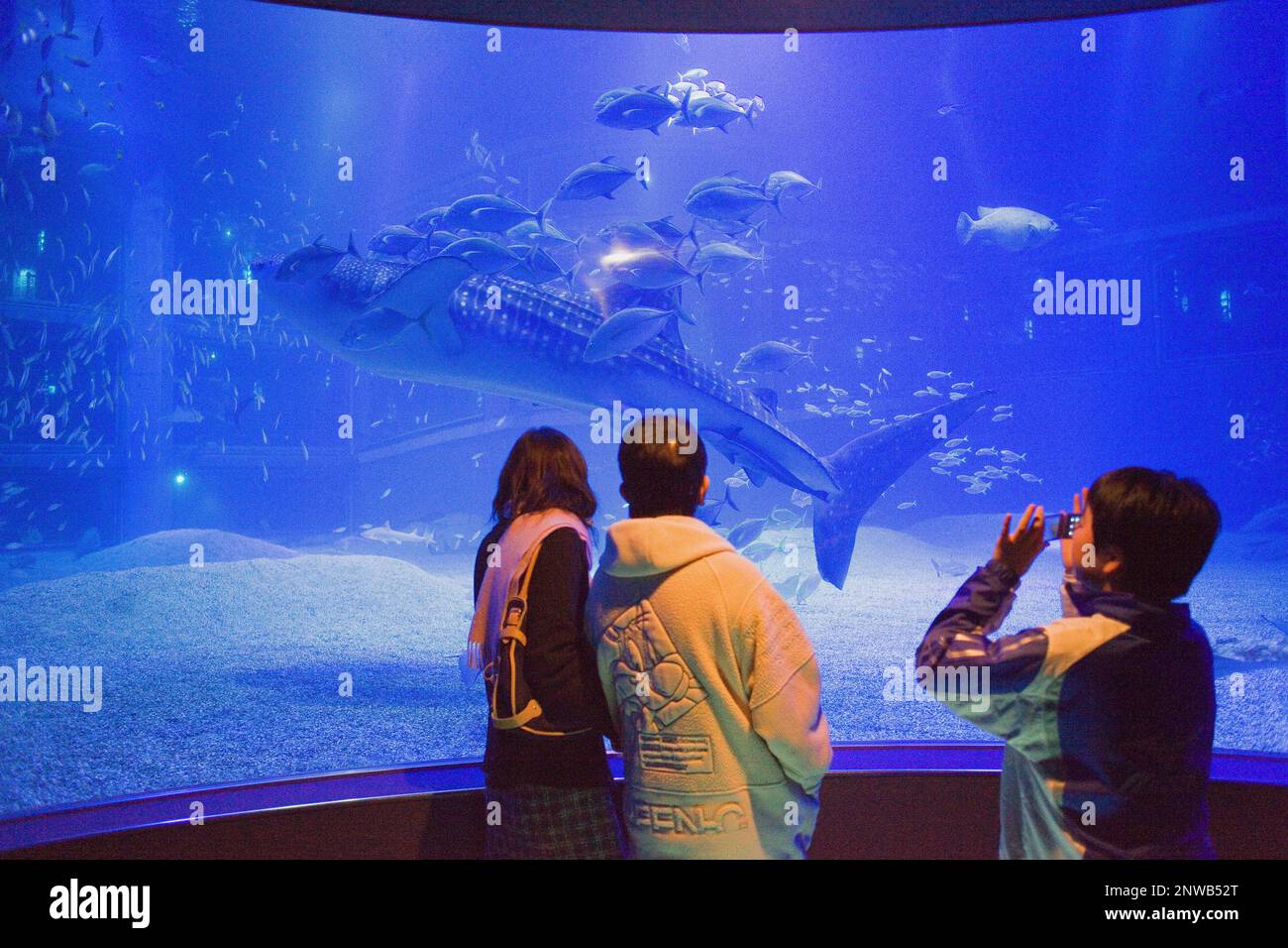 Osaka Acquario Kaiyukan,i visitatori in cerca del grande squalo balena nel serbatoio massiccio,Bay Area, Osaka, Giappone, Asia Foto Stock