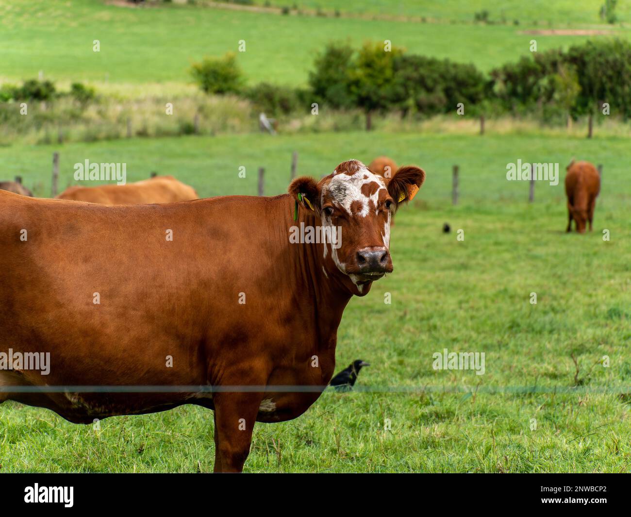 Ritratto di una mucca senza cali. Una mucca in un prato verde. Pascolo gratuito, fattoria ecologica. Mucca bruna su campo verde erba Foto Stock