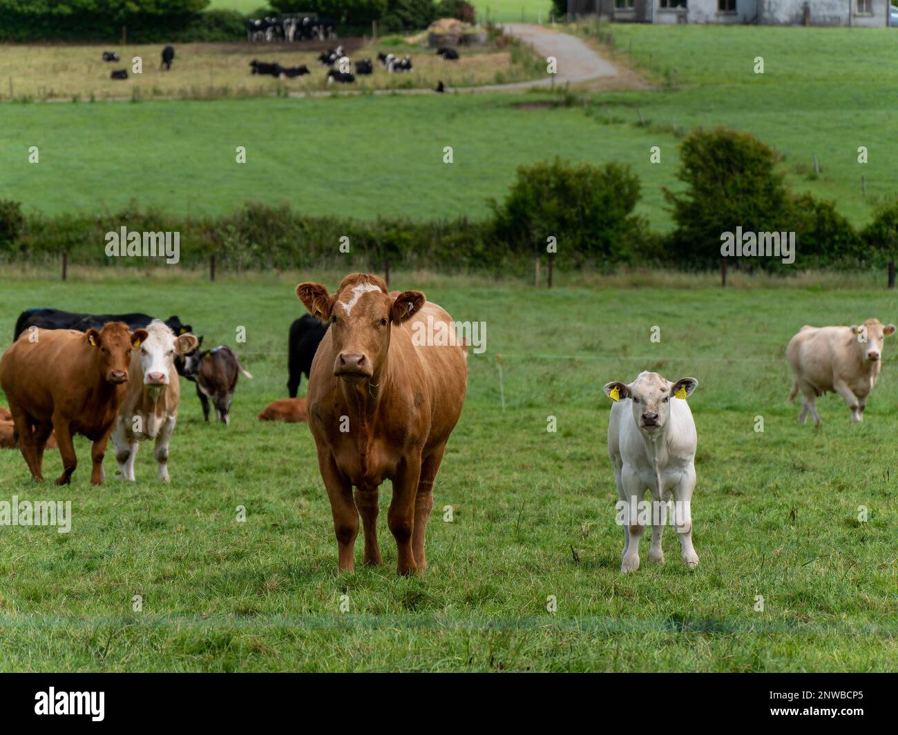 Curioso mucca e vitello su un pascolo verde erba in una giornata d'estate. Mucche su pascolo libero. Allevamento di bestiame. Mucca bianca e bruna su prato verde Foto Stock