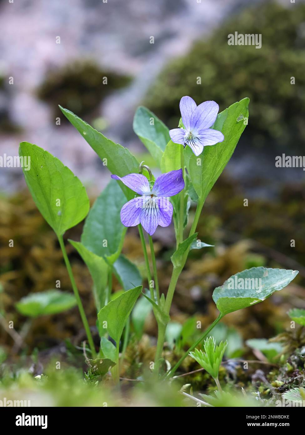 Viola canina, comunemente noto come Heath Dog Violet o Heath Violet, pianta di fioritura selvatica dalla Finlandia Foto Stock