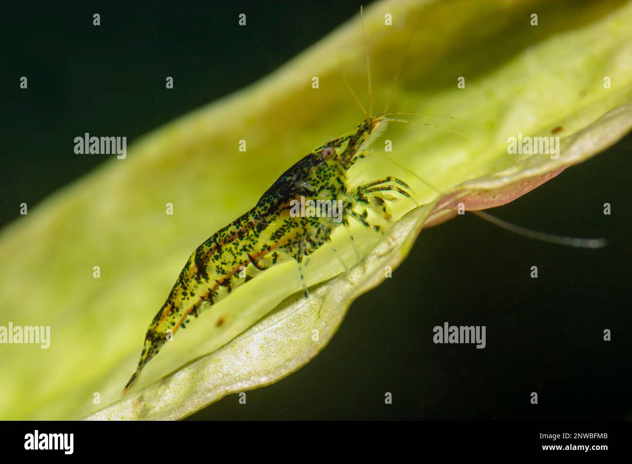 Gamberetti di cristallo - gamberetti di acqua dolce in acquario Foto Stock