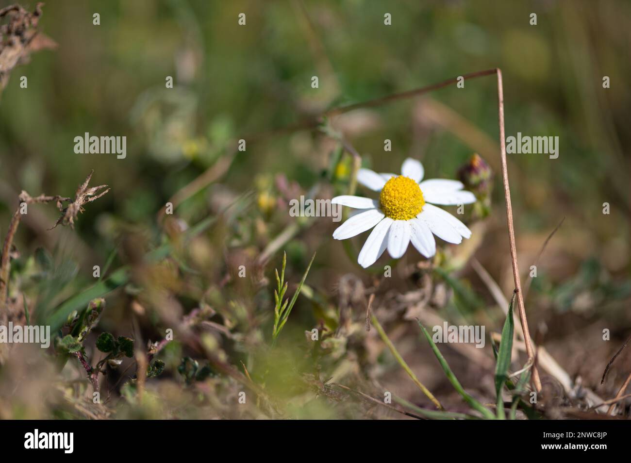 Gros plan sur une fleur de camomille sauvage sur un parterre d'herbe verte. Pétales blancs et coeur jaune. Foto Stock
