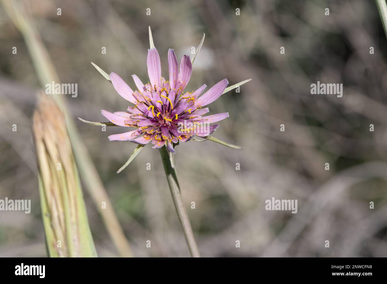 Gros plan sur une fleur de salsifis rosa crauvage, arrière-piano flou gris, soleil matinal Foto Stock