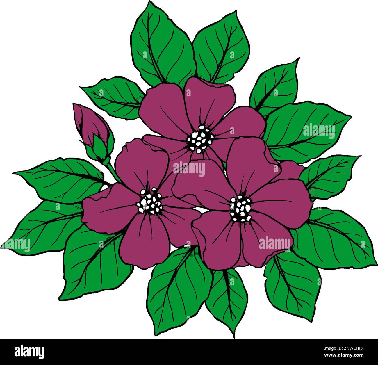 disegno di un ramo di fiori viola con contorno nero su sfondo bianco, logo, arte Foto Stock