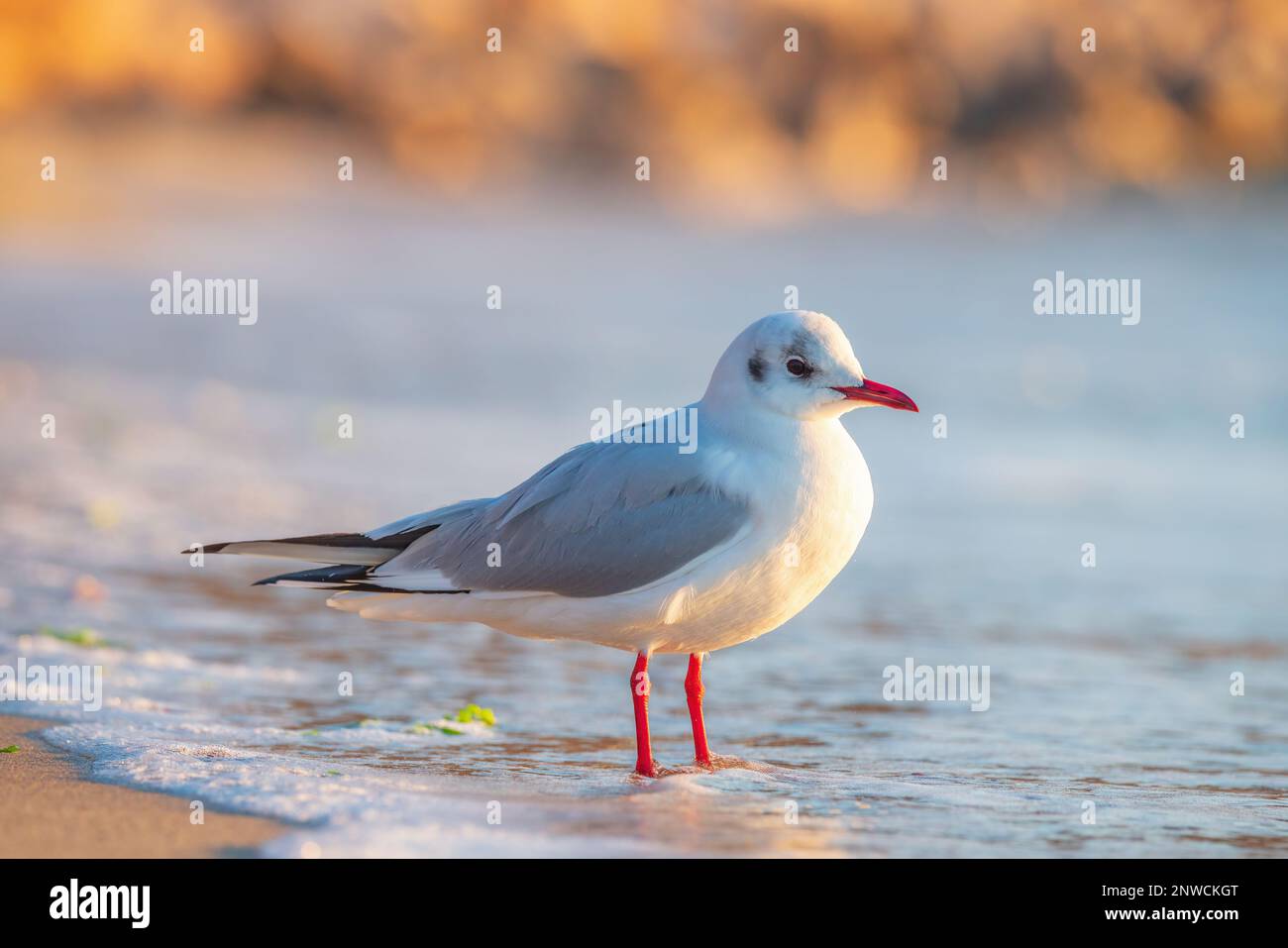 Seagull sulla spiaggia di sabbia contro il mare. Foto Stock