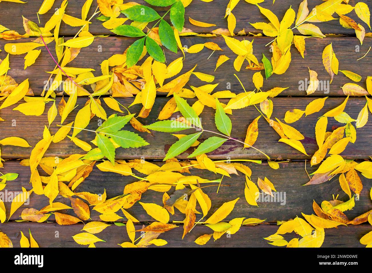 Foglie autunnali cadenti su un table.Yellow verde foglie di legno Foto Stock Foglie autunnali cadenti su un table.Yellow verde foglie di legno Foto Stock
