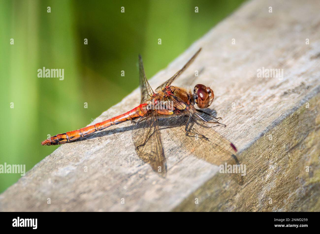 Dragonfliy Darter comune sulla rotaia di un ponte di legno Foto Stock