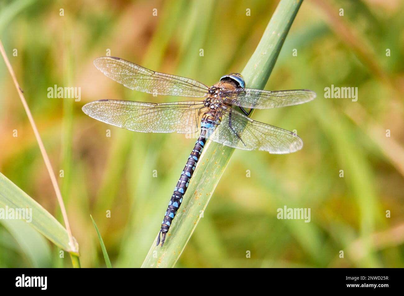 Libellula migrante Hawker su una canna da prato Foto Stock