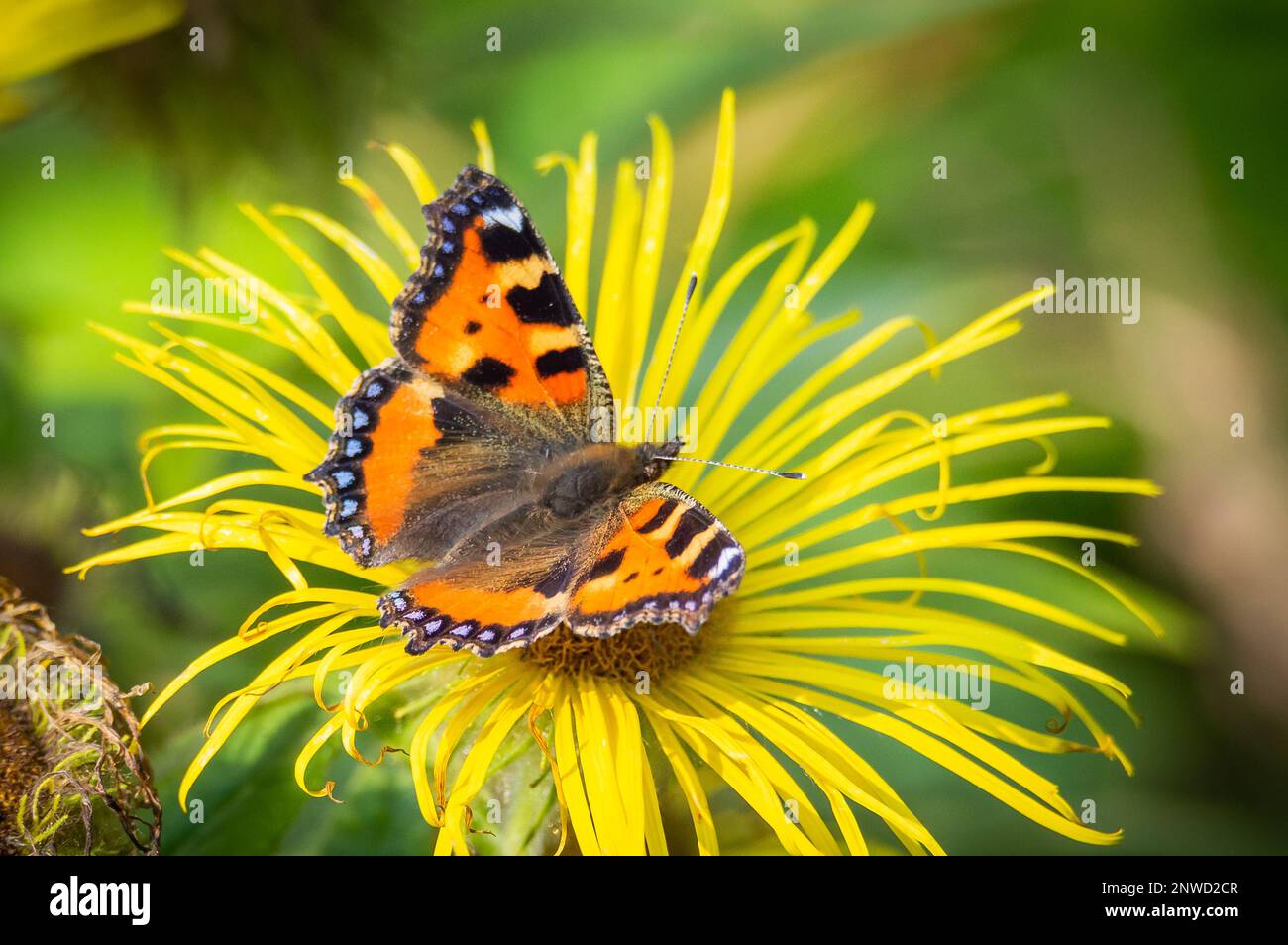 Piccola farfalla Tortoiseshell su un grande fiore giallo Foto Stock