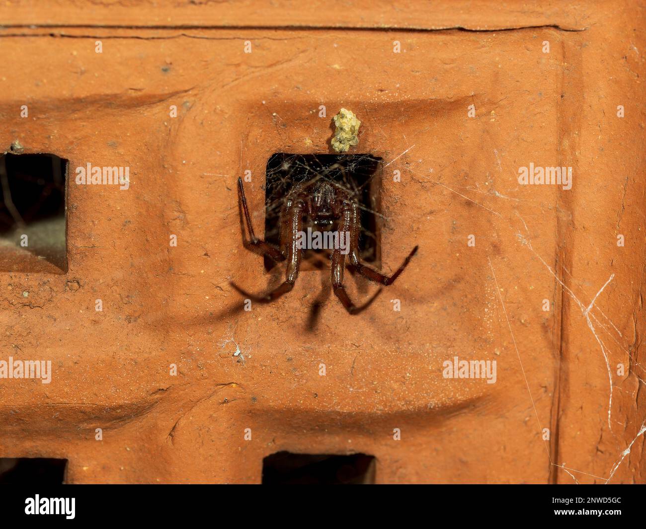 Noble False Widow Spider in un mattone aereo di notte Foto Stock