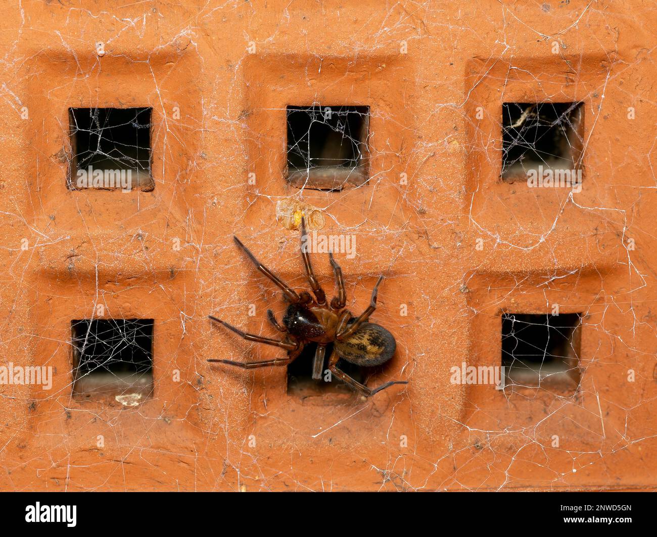 Noble False Widow Spider in un mattone aereo di notte Foto Stock