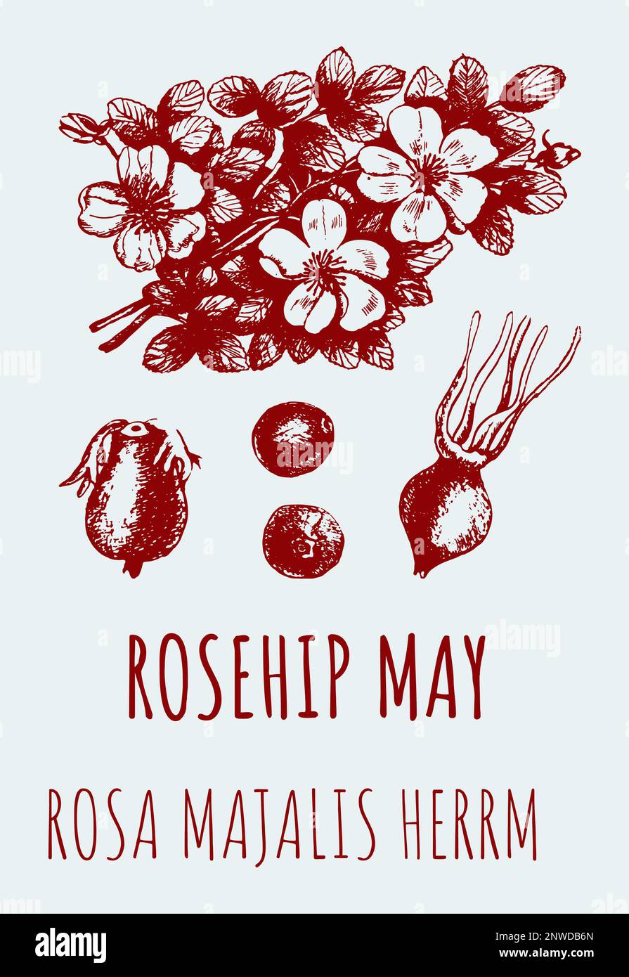 Disegni di una rosa selvatica, ROSEHIP MAGGIO. Illustrazione disegnata a mano. Nome latino ROSA MAJALIS HERRM. Foto Stock