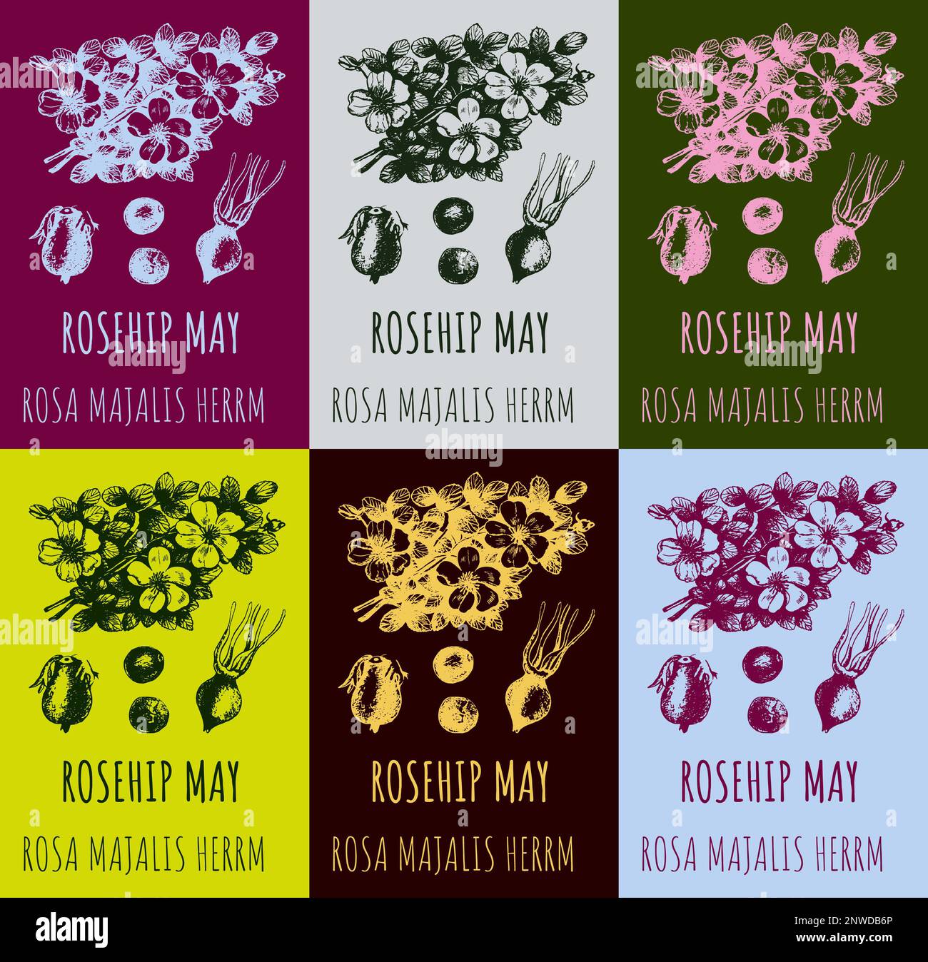 Insieme di disegni di una rosa selvatica, ROSEHIP PUÒ in vari colori. Illustrazione disegnata a mano. Nome latino ROSA MAJALIS HERRM. Foto Stock