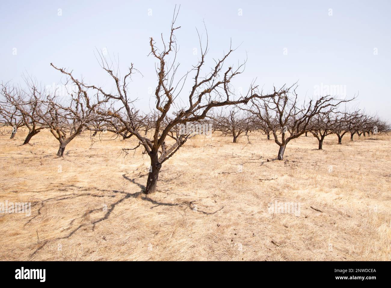 Nella Central Valley della California, molti agricoltori abbandonano le colture più assetate a causa della siccità persistente e della diminuzione delle riserve idriche sotterranee. Foto Stock