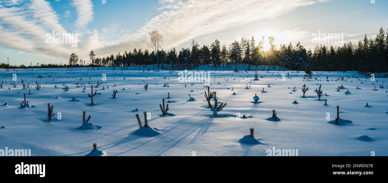 Panorama panoramico al tramonto su un campo innevato con cime di giovani piante di pino nascoste nella neve profonda. Foresta con sole davanti al campo. Svezia settentrionale Foto Stock