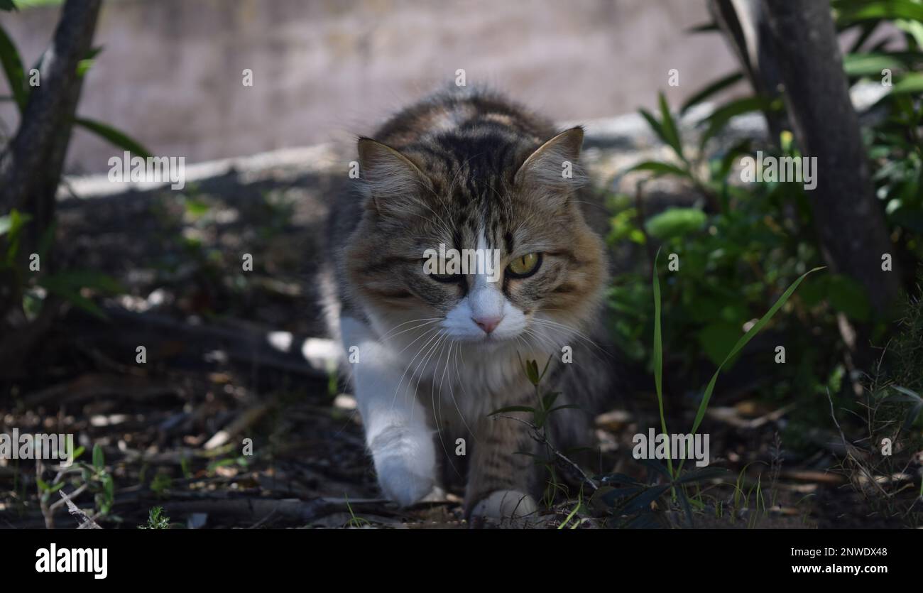 Portrait d'une jeune chatte trois couleurs, blanche, beige, nero, à poils longs, riguardo percant Foto Stock