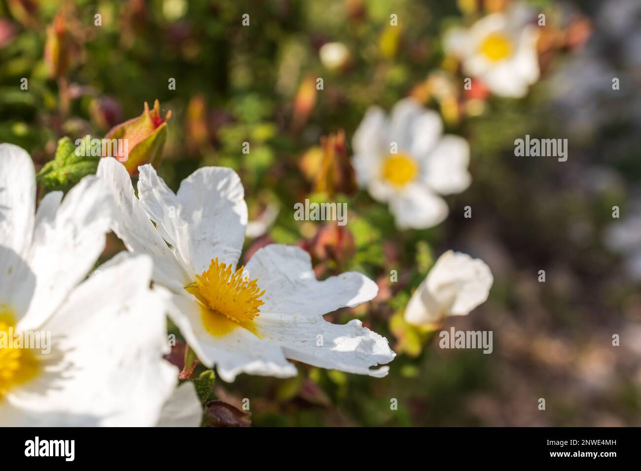 Fioritura di Cistus salviifolius sul Monte Carmelo nel mese di febbraio in Israele. Flora di Israele Foto Stock