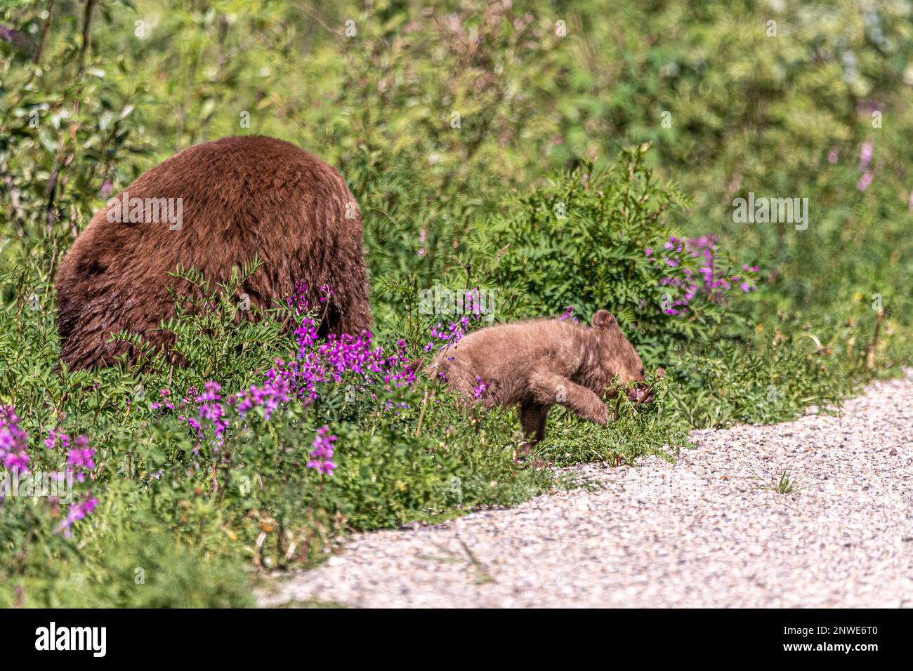 Famiglia orso visto in estate con i cuccioli e femmina, mamma, moma. Preso in territorio di Yukon, Canada del nord. Foto Stock