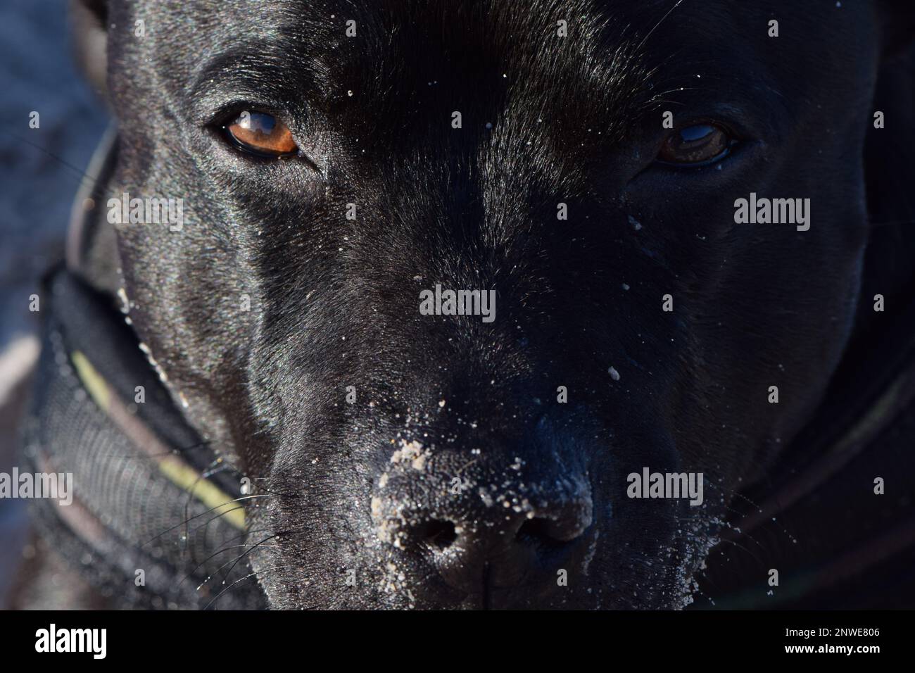 Gros plan sur le regard d'un chien de race Staffordshire Bullterrier, yeux, museau et truffe Foto Stock