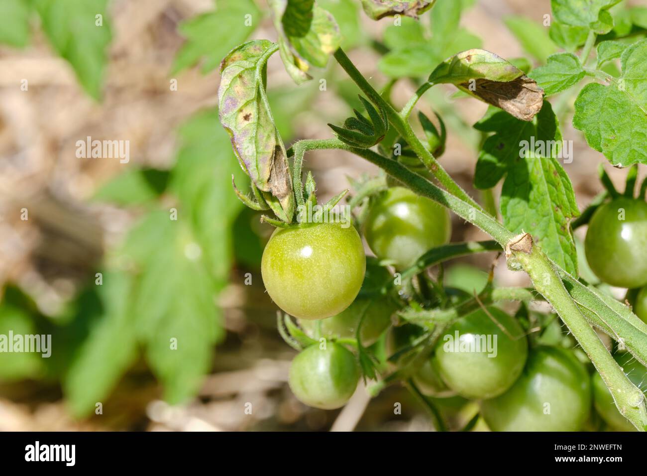 Un piccolo pomodoro verde, non maturo pende sul suo gambo in un giardino. Il pomodoro è visto da vicino tra gli altri sullo sfondo. Foto Stock