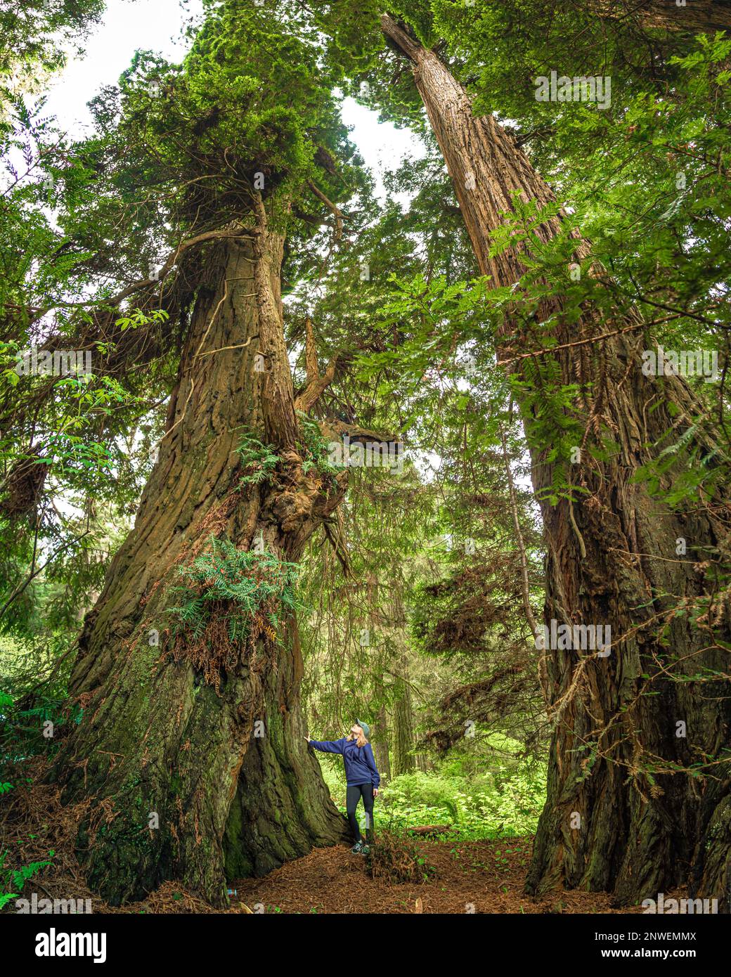 Donna che si trova accanto agli enormi alberi di sequoia giganti della Redwood National Forest, California, Stati Uniti d'America. Foto Stock