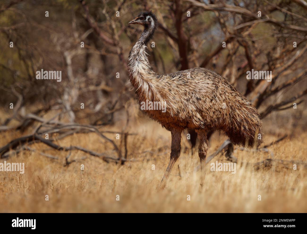 Emu con pulcini - Dromaius novaehollandiae secondo uccello vivente più alto dopo il suo ratite relativo lo struzzo, endemico all'Australia, soft-feathered, bro Foto Stock