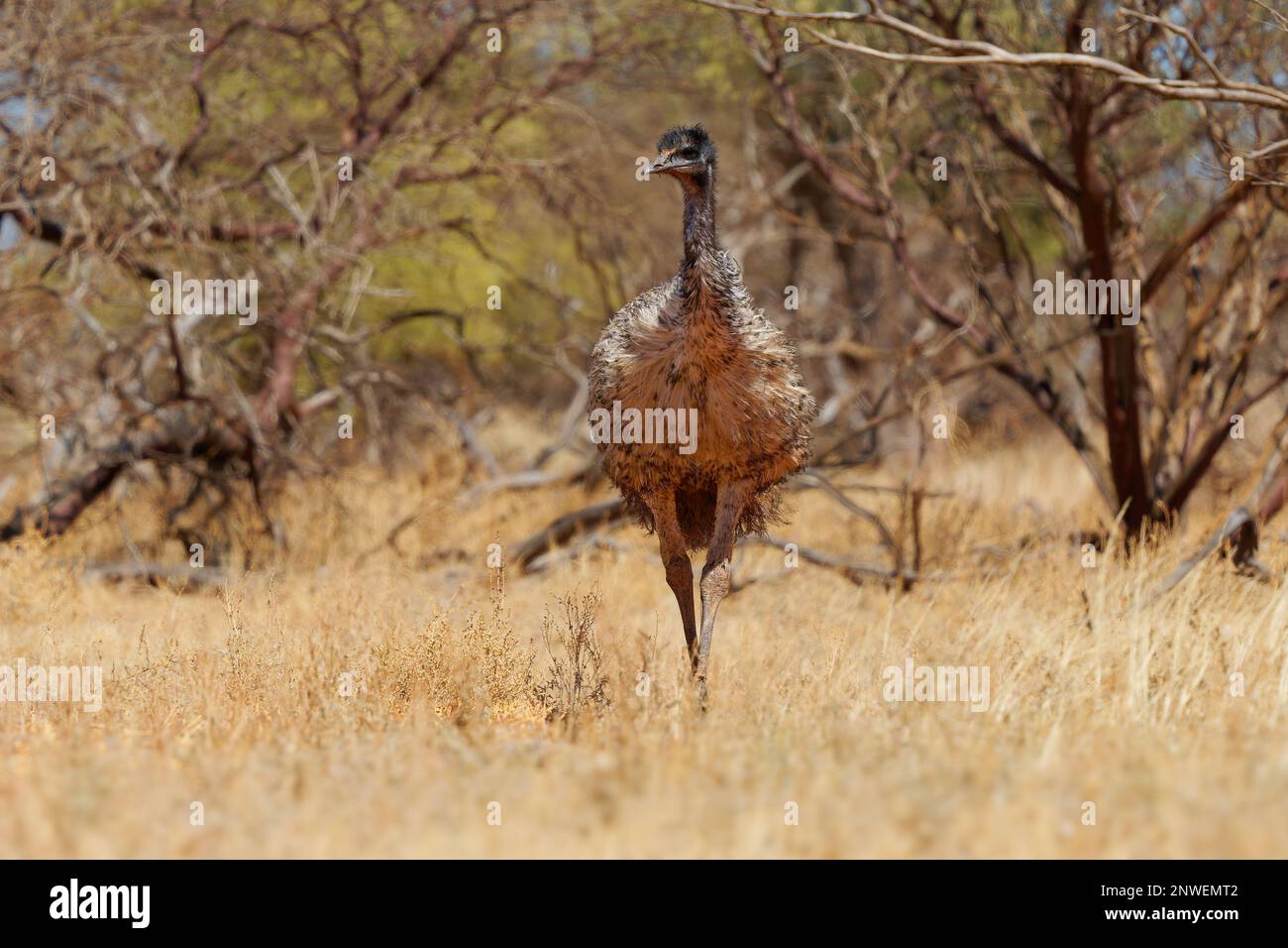 Emu con pulcini - Dromaius novaehollandiae secondo uccello vivente più alto dopo il suo ratite relativo lo struzzo, endemico all'Australia, soft-feathered, bro Foto Stock