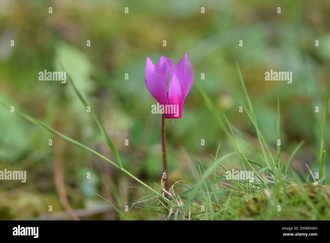 Joli ciclamino rose dans un décor d'herbe verte Foto Stock