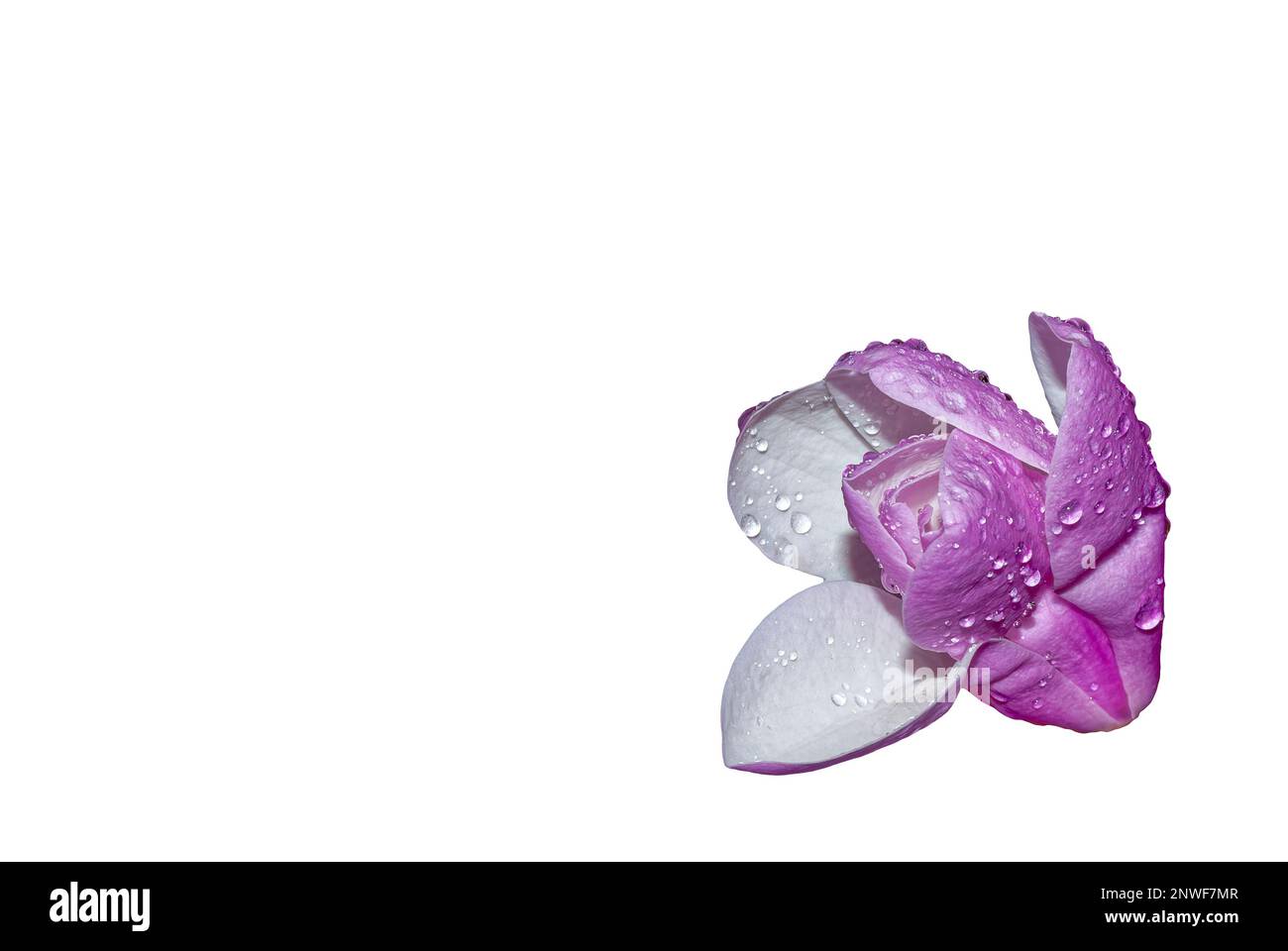 magnolia fiore con gocce di pioggia sui petali - un fiore isolato dallo sfondo, grandi petali dell'infiorescenza visibile Foto Stock