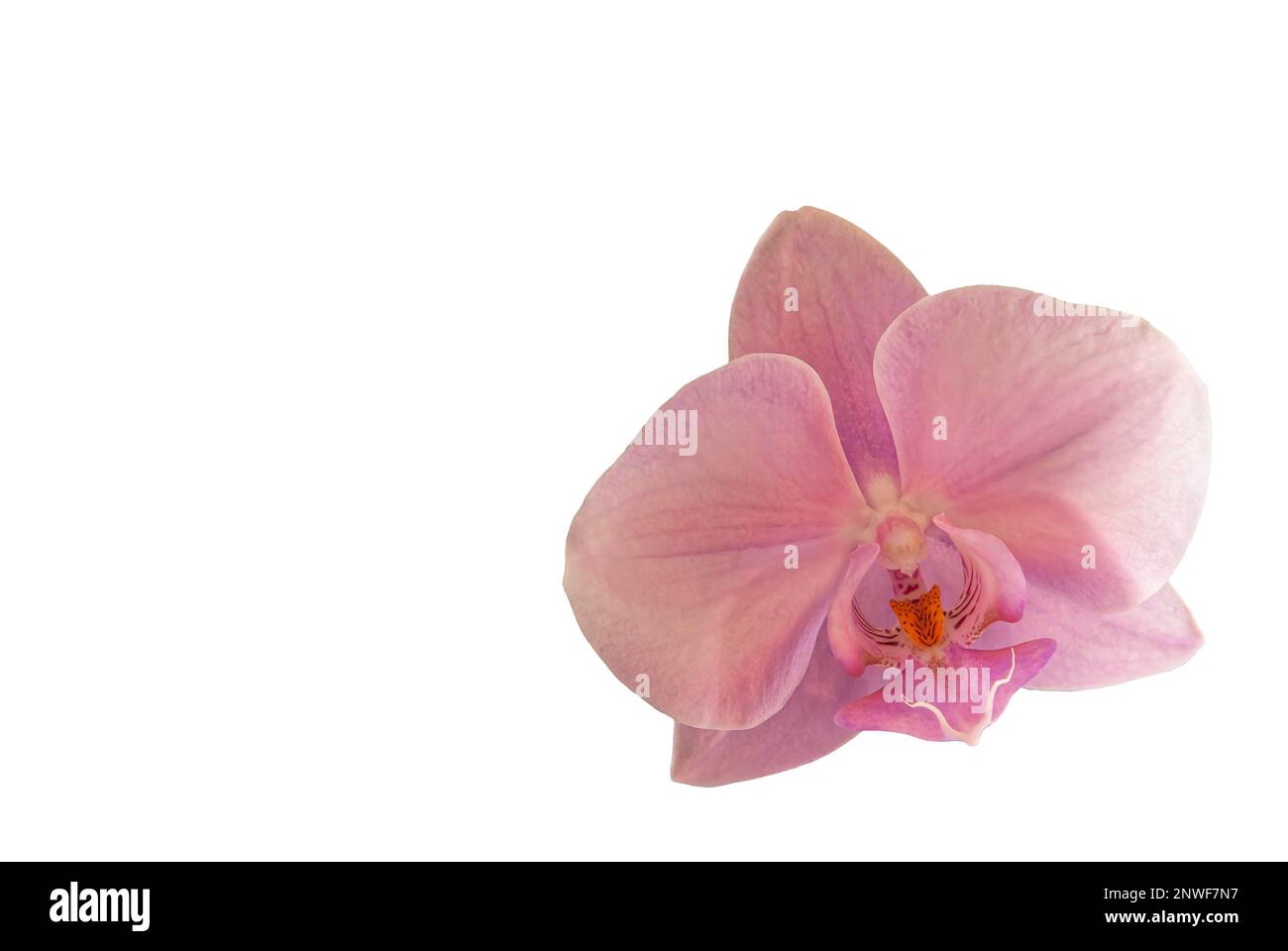 orchid flower - luminoso fiore orchidea spalmabile su sfondo bianco, fiore isolato dallo sfondo, grandi petali dell'infiorescenza visibile Foto Stock