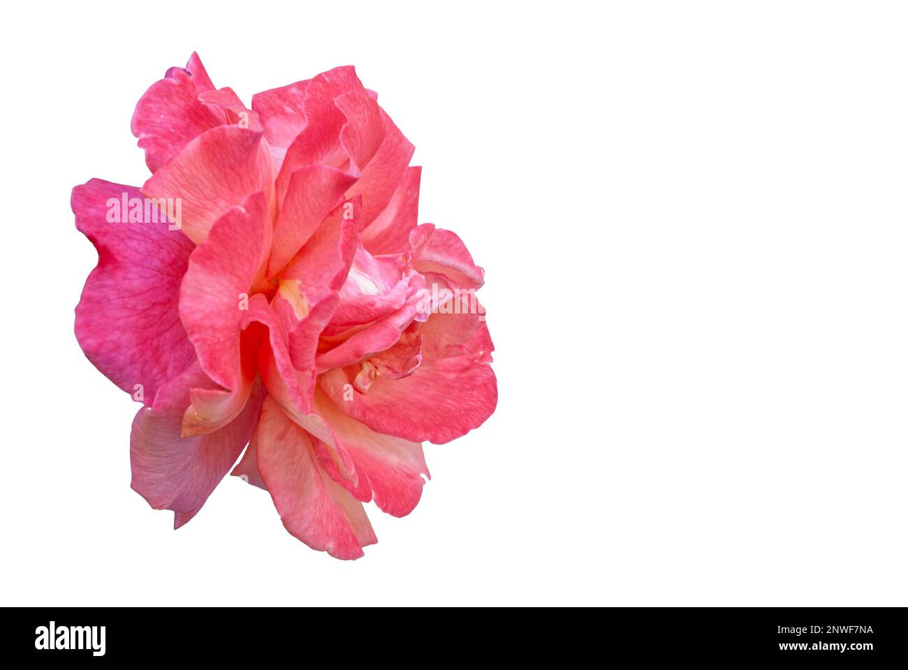 fiore di rosa - un fiore rosso brillante su uno sfondo bianco, un fiore sviluppato isolato dallo sfondo, grandi petali dell'infiorescenza visibile Foto Stock
