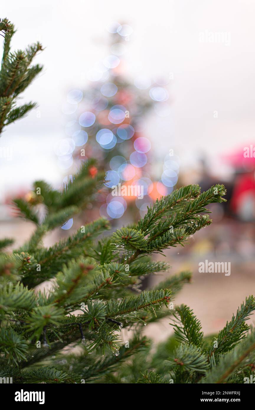 Branches de sapin en avant-plan, arrière-plan bokeh décorations de Noël lumineuses Foto Stock