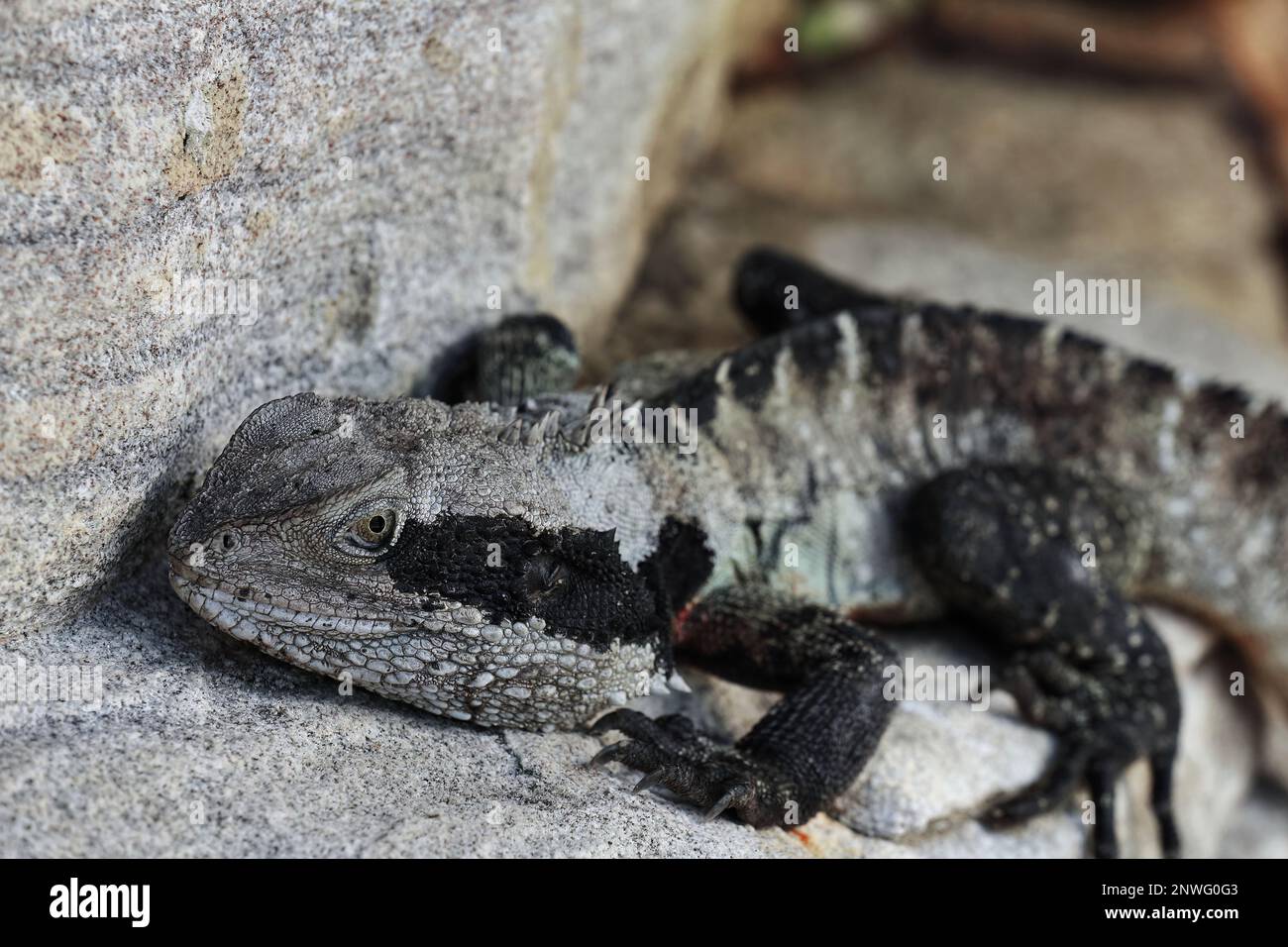 518 drago acquatico australiano su un affioramento roccioso vicino alla passerella Marine Parade-sobborgo di Manly. Sydney-Australia. Foto Stock