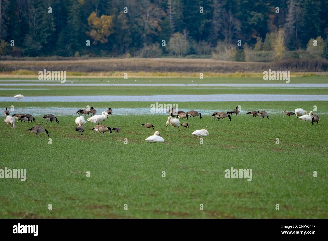 La Conner, Washington, Stati Uniti. Migrazione del gregge di cigni Tundra e oche del Canada mangiare in un campo di fattoria di fiammifero paludoso. Foto Stock