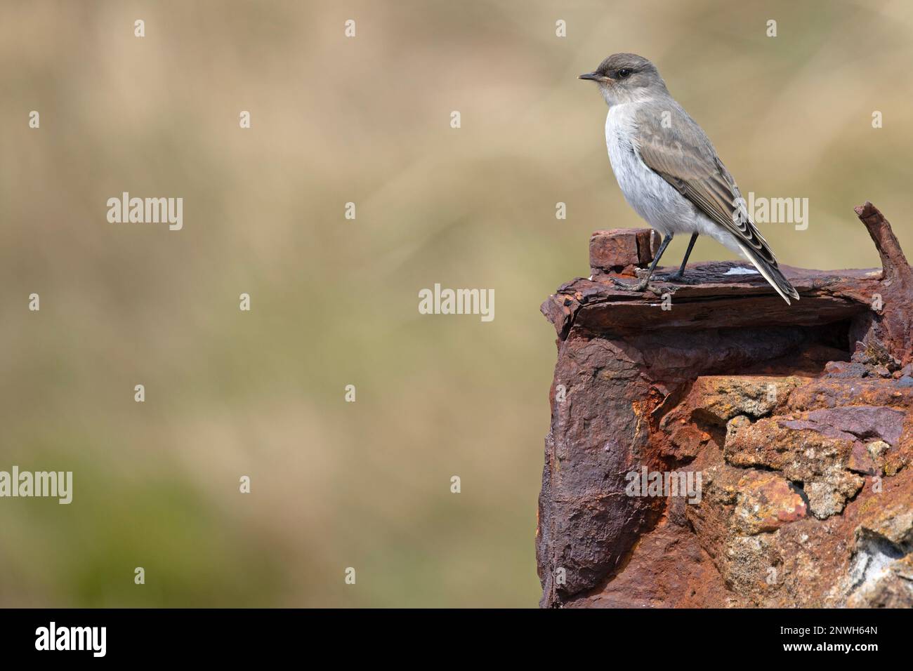 Tyrant, Muscisaxicola Maclovianus Maclovianus, un uccello endemico delle Isole Falkland. Foto Stock