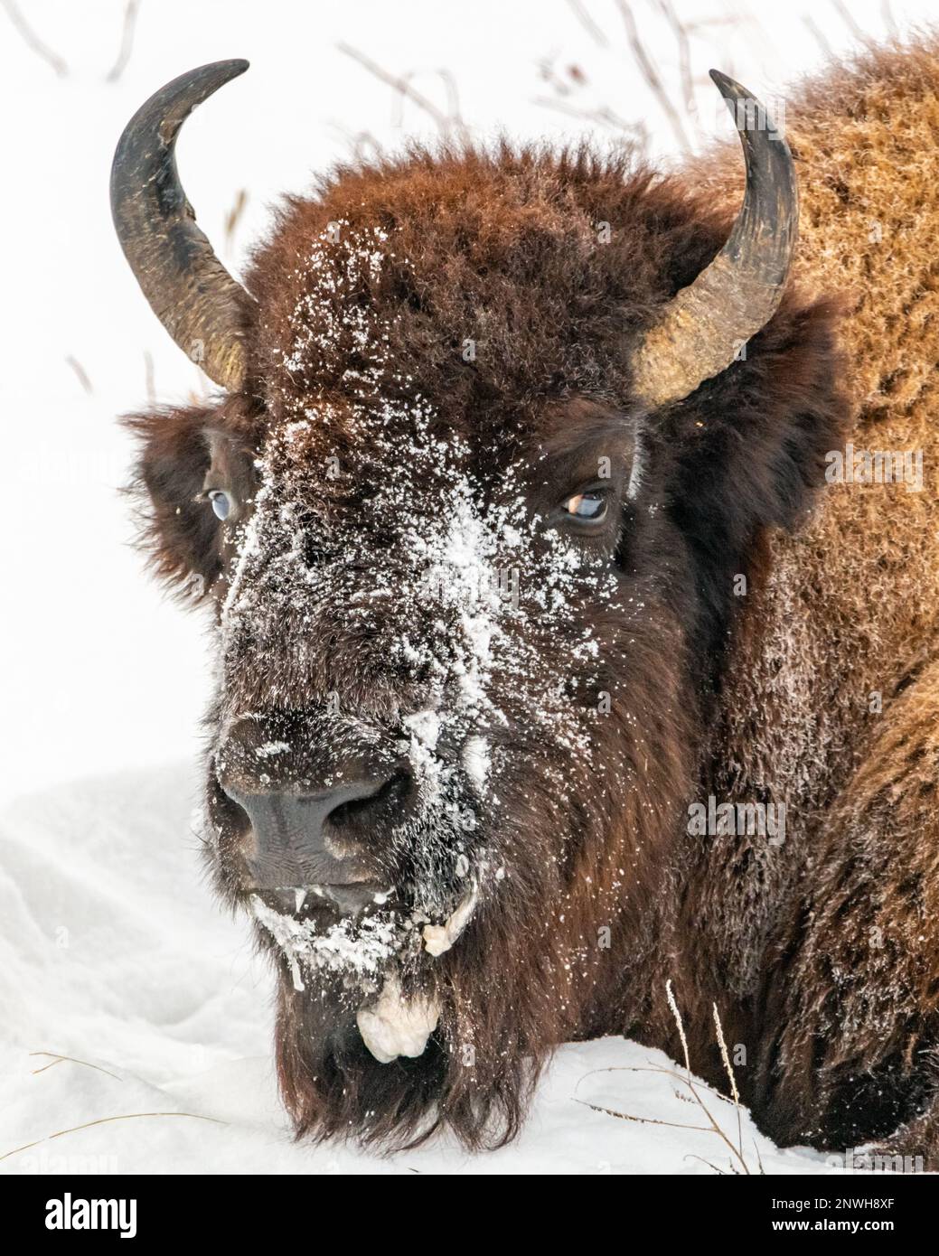 Primo piano di una testa di bisonte selvaggio con corna e neve su una bella pelliccia. Foto Stock Primo piano di una testa di bisonte selvaggio con corna e neve su una bella pelliccia. Foto Stock