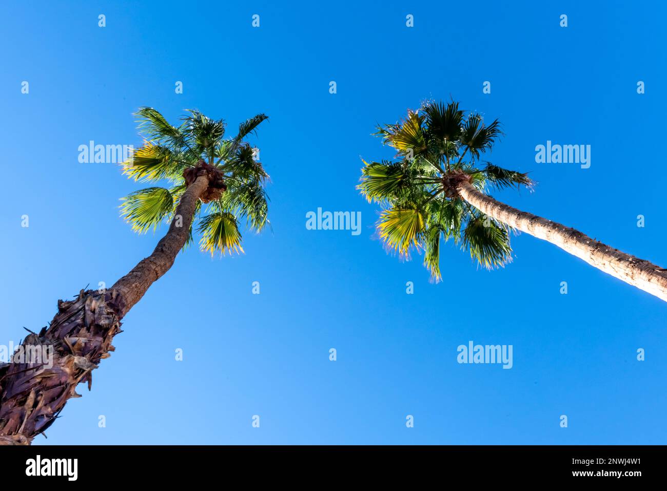 Alberi di palma naturali con sfondo blu luminoso in una giornata splendida. Foto Stock