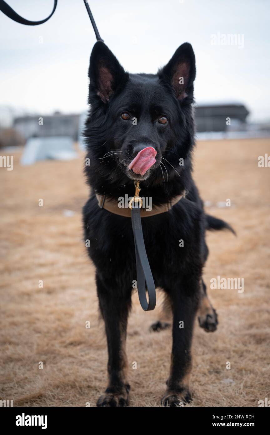 90th forze di sicurezza il cane militare Squadron Rio posa per una foto prima dell'addestramento, 17 gennaio 2023, sulla F.E Warren Air Force base, Wyoming. Rio è un cane da droga per 90 SFS e treni spesso per rimanere pronti per il suo lavoro. STATI UNITI Air Force foto di Airman 1st Class Sarah Post) Foto Stock