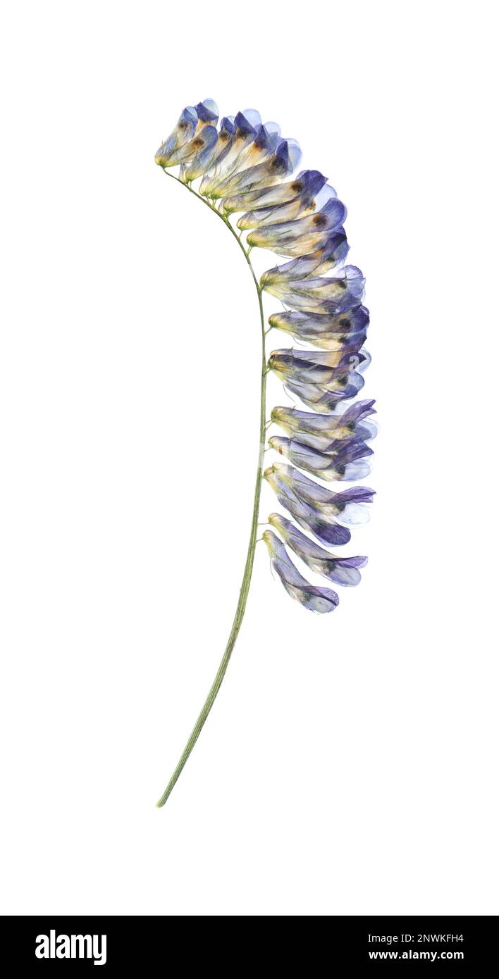 Fiore di prato secco selvatico su sfondo bianco Foto Stock