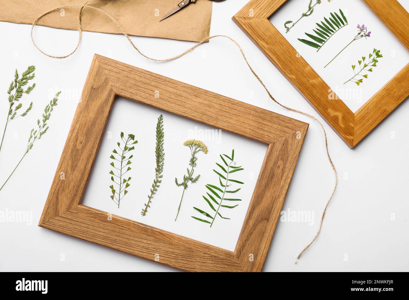 Composizione di posa piatta con cornici di fiori di prato secchi selvatici su sfondo bianco Foto Stock