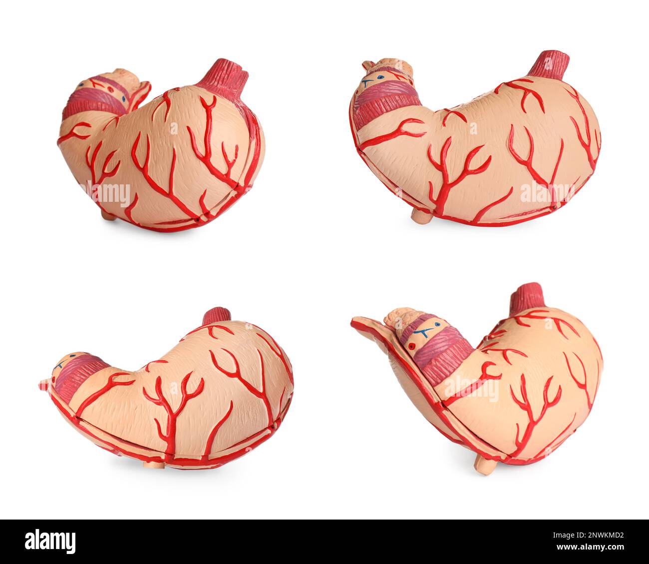 Set con modelli anatomici di stomaco su sfondo bianco. Gastroenterologia Foto Stock