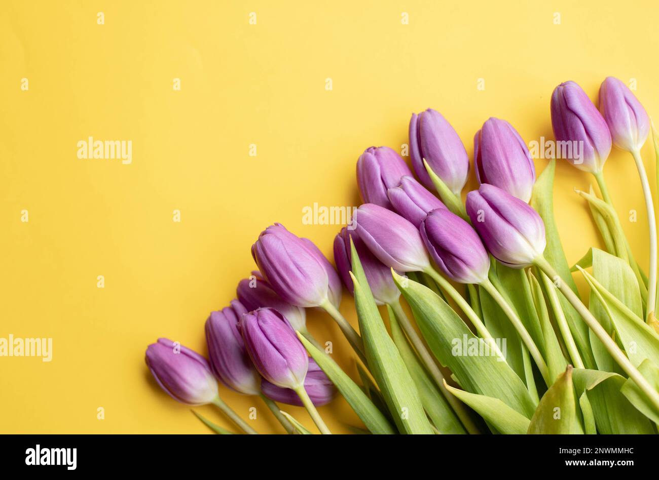 Tulipani freschi di primavera su sfondo giallo per la festa della mamma, carta di auguri di San Valentino Foto Stock
