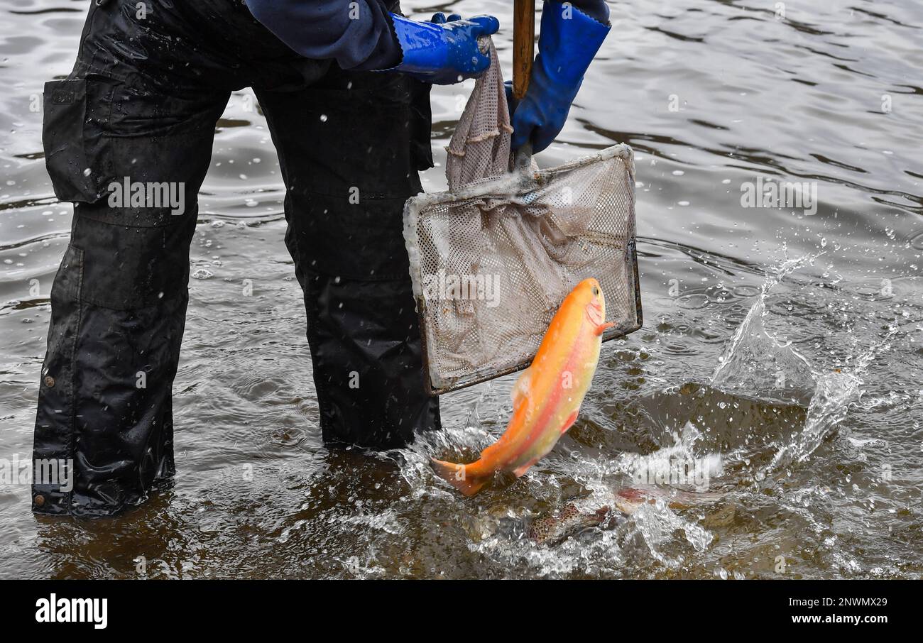 Wyoming, Stati Uniti. 28th Feb, 2023. Un volontario usa una rete per rilasciare una grande trota dorata mentre immagazzina un lago. La Pennsylvania Fish and Boat commission stocks ruscelli e laghi per la stagione di pesca. Si immagazzina usando un camion con un carro armato che tiene i pesci da un'incubatoio, manichette, reti e secchi. Oggi hanno rifornito Frances Slouch state Park con arcobaleno, trote dorate e regolari. (Foto di Aimee Dilger/SOPA Images/Sipa USA) Credit: Sipa USA/Alamy Live News Foto Stock